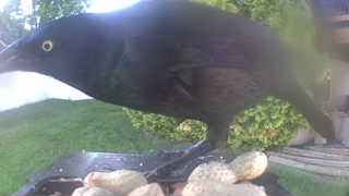 common grackle