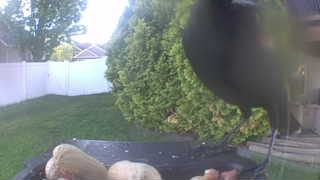 american crow