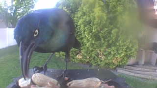 common grackle