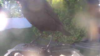 common grackle