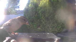 house sparrow