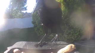 american crow