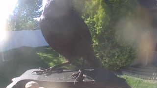 american crow