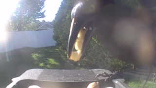 american crow