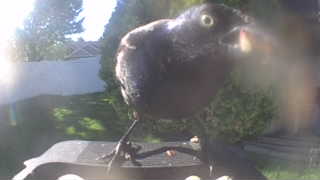 common grackle