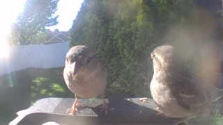 house sparrow