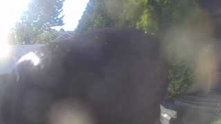 Unidentified clip