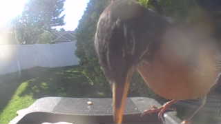 american robin