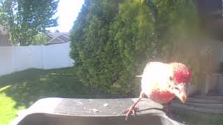 wild turkey