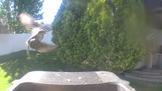 house sparrow