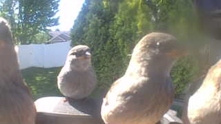 house sparrow