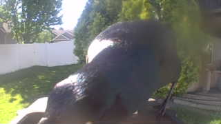 common grackle