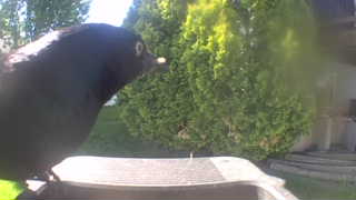 american crow