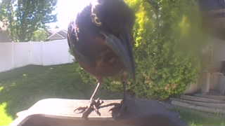 common grackle