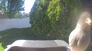 house sparrow