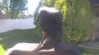 american crow