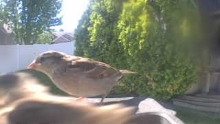 house sparrow