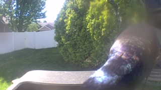 common grackle