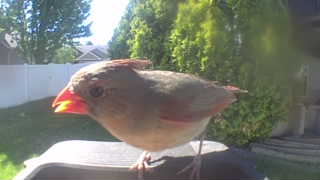 northern cardinal