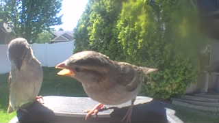 house sparrow