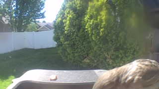 red-tailed hawk