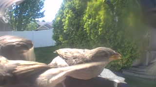 house sparrow