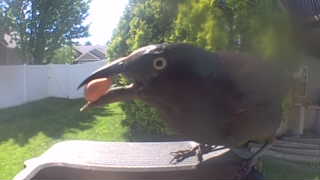 common grackle