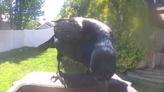 common grackle