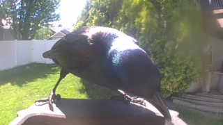 common grackle
