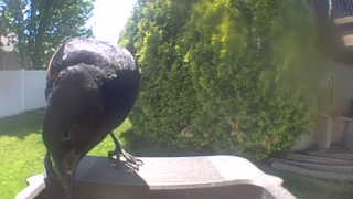 american crow