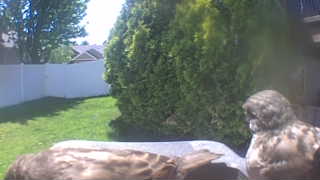 red-tailed hawk