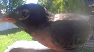 american robin