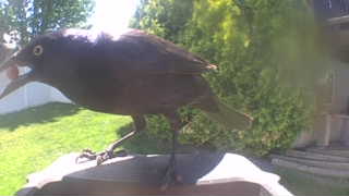 common grackle
