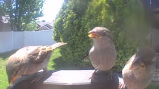 house sparrow