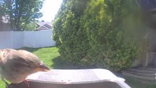 house sparrow