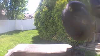 mourning dove