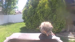 house sparrow