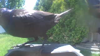common grackle