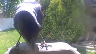 american crow