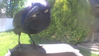 common grackle