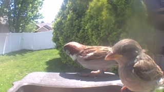 house sparrow