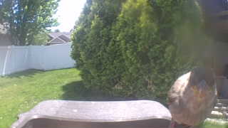 house sparrow