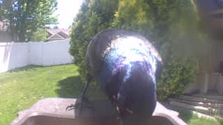 common grackle