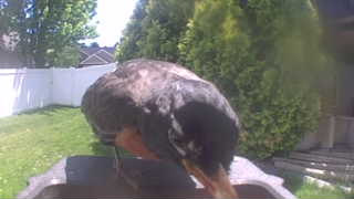american robin