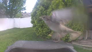 house sparrow