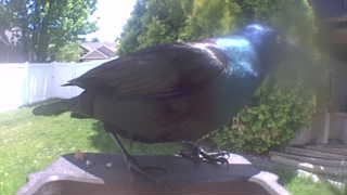 common grackle