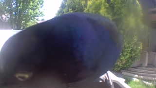 common grackle
