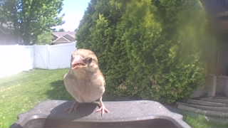 house sparrow
