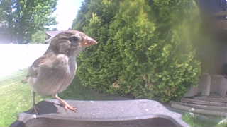 house sparrow
