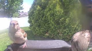 house sparrow